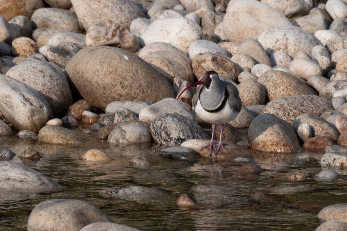Bec-d'ibis tibétain - ML618171522