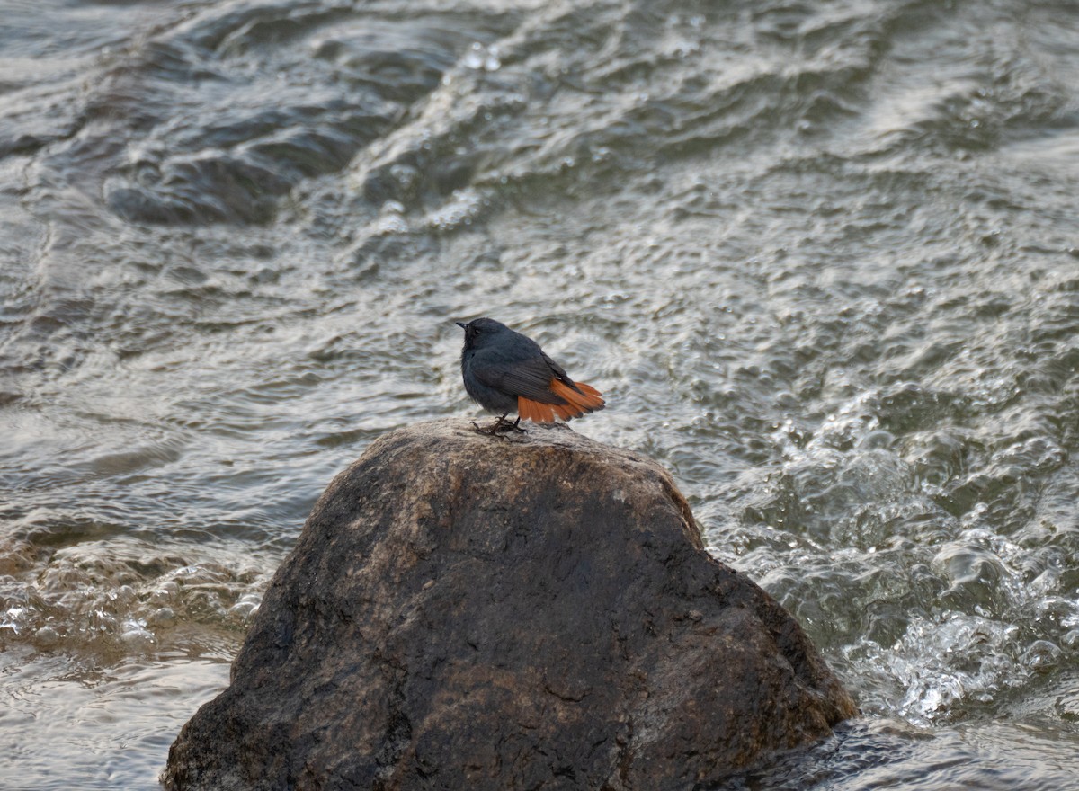 Plumbeous Redstart - Lynne Hertzog