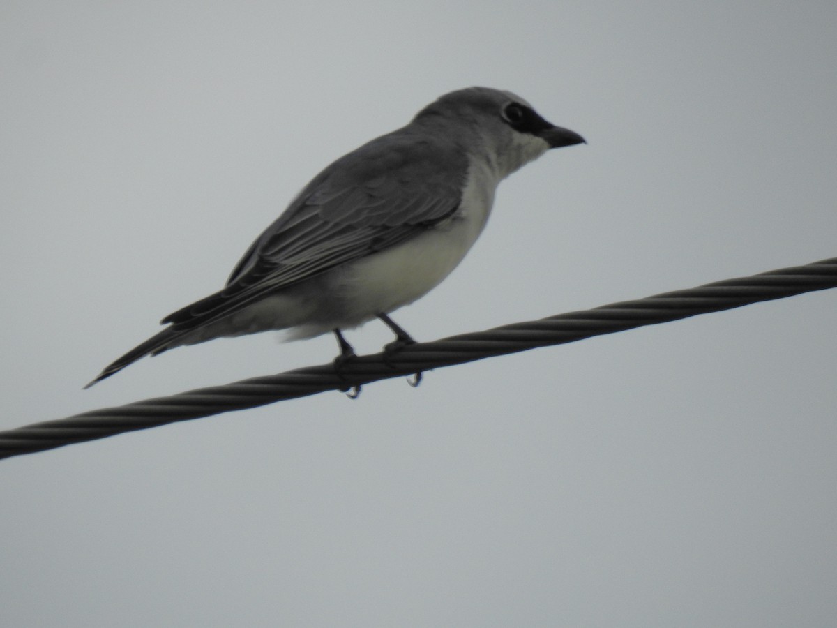 White-bellied Cuckooshrike - Monica Mesch