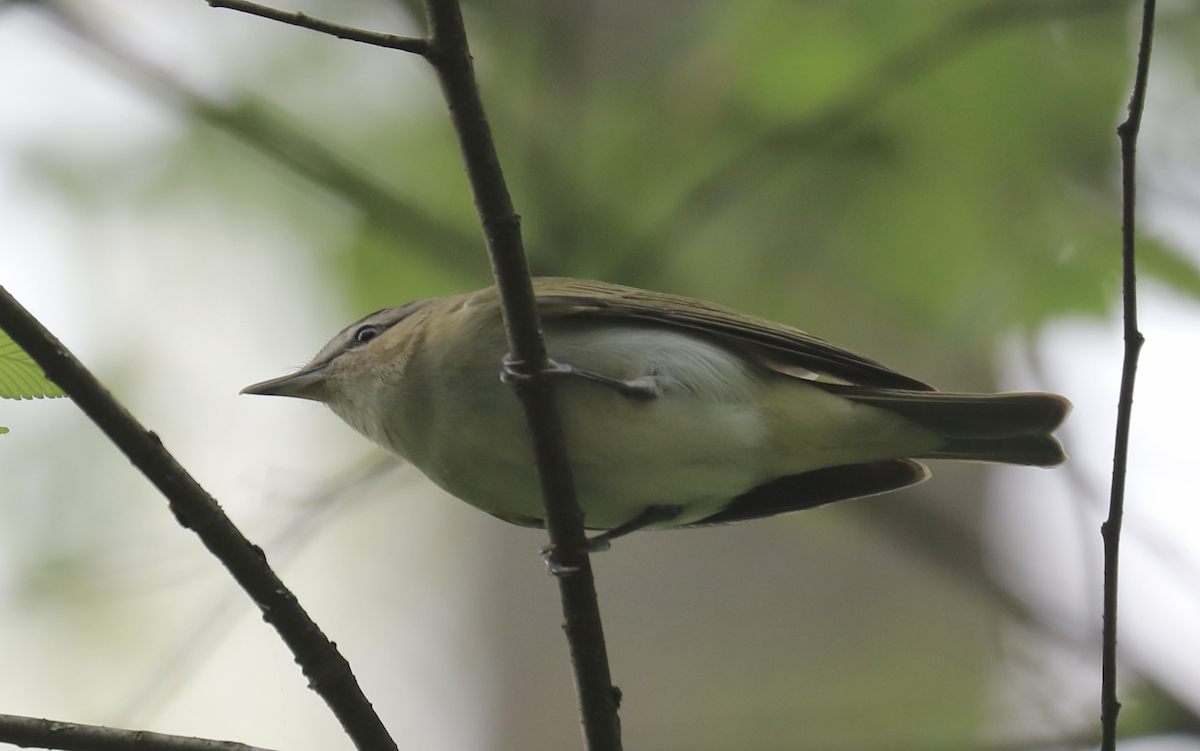 Red-eyed Vireo - James Wheat
