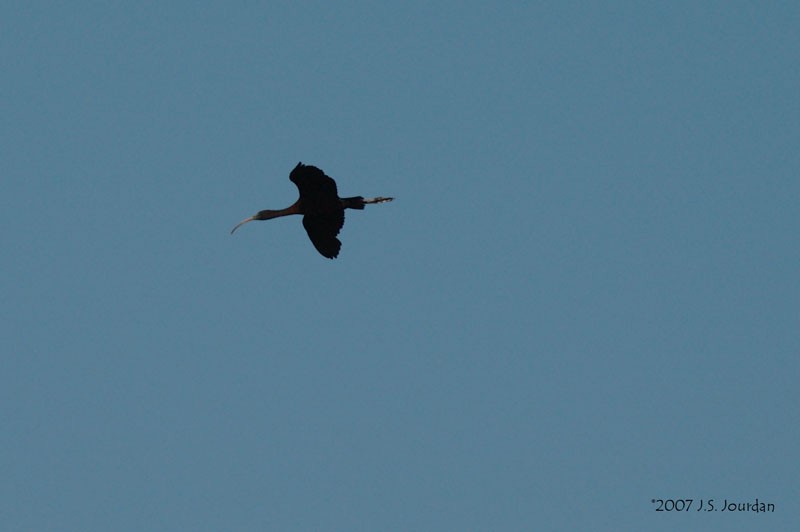 ibis hnědý - ML618171566