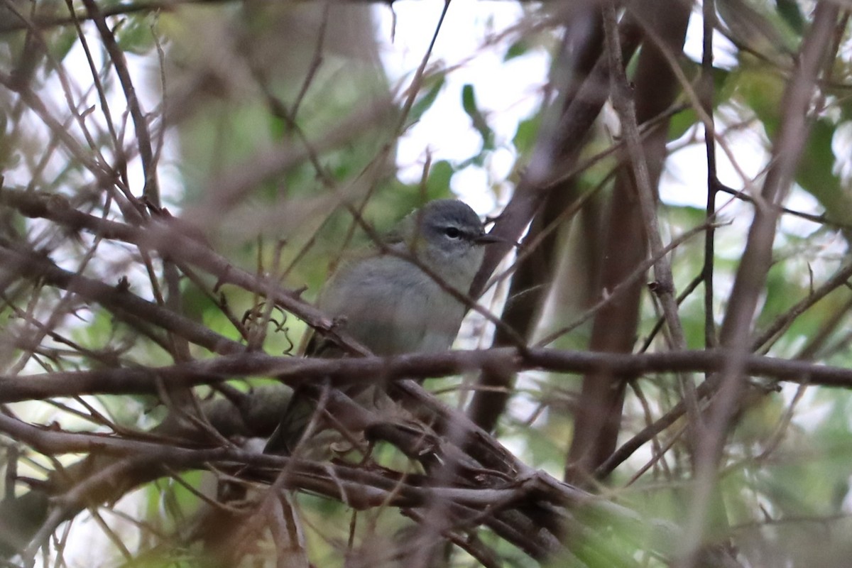 Tennessee Warbler - Dalen Simmons