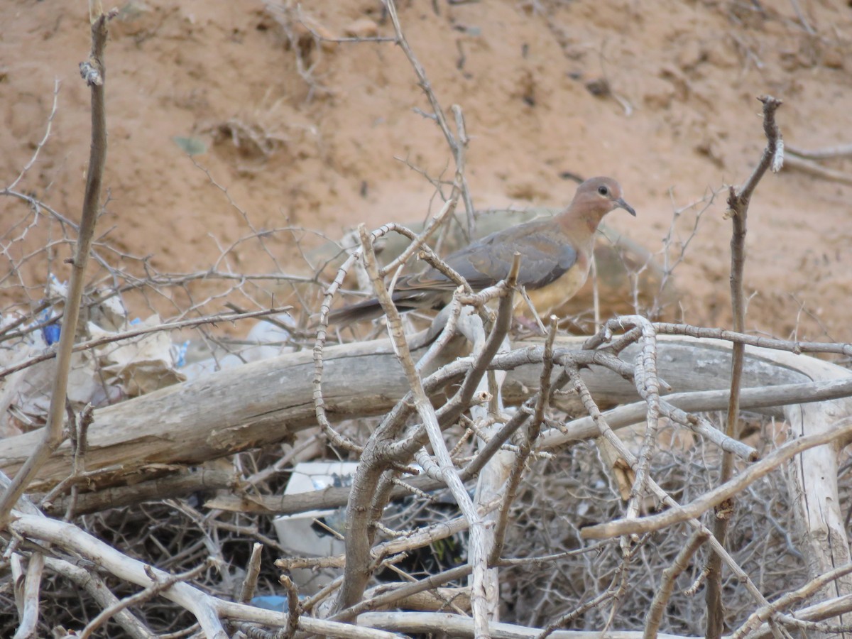 Laughing Dove - Zlatan Celebic