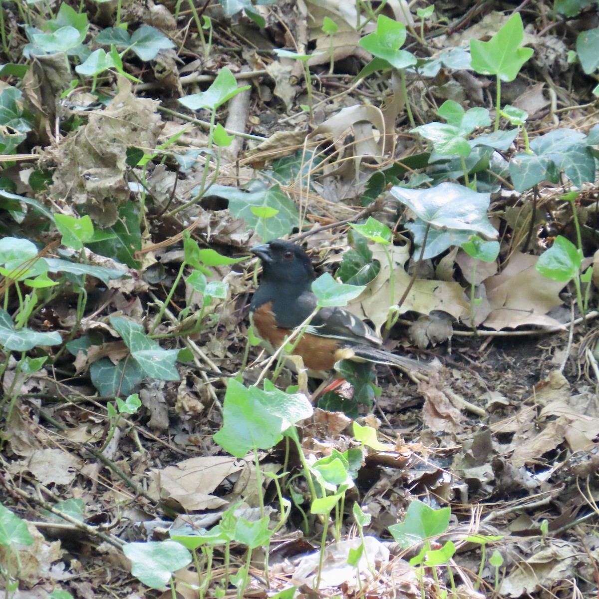 Eastern Towhee - ML618171629