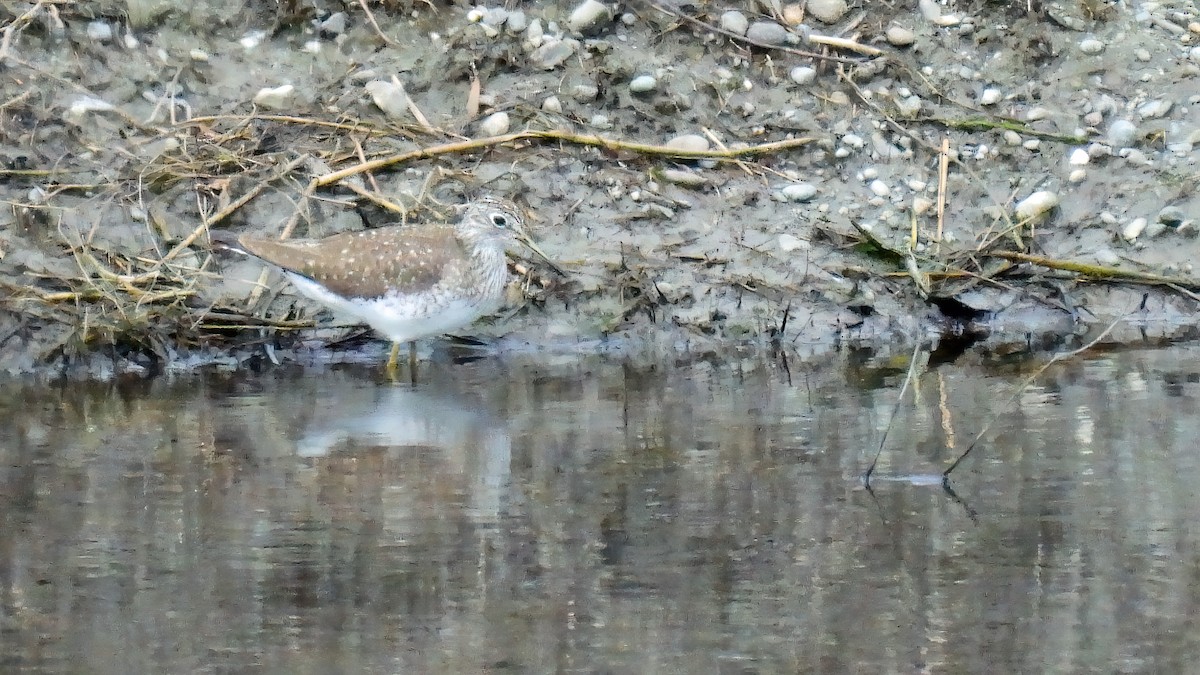 Solitary Sandpiper - ML618171633