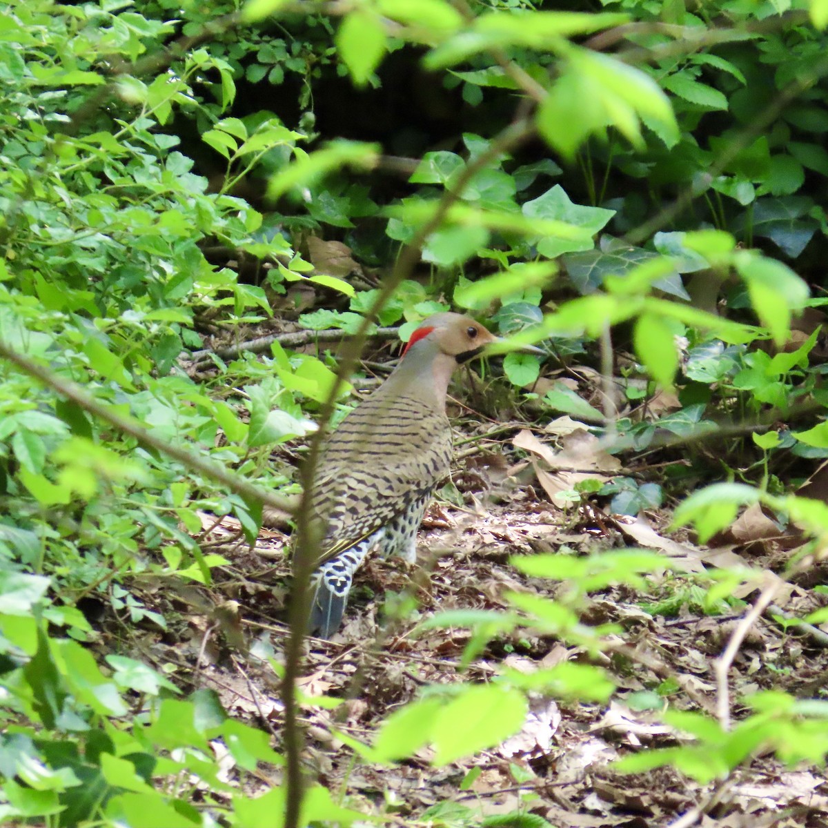 Northern Flicker (Yellow-shafted) - Richard Fleming