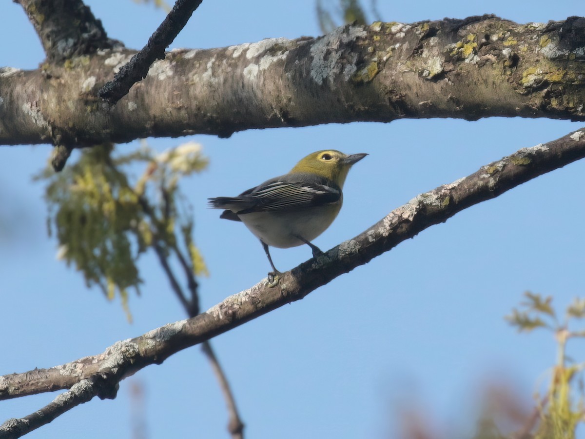 Viréo à gorge jaune - ML618171647