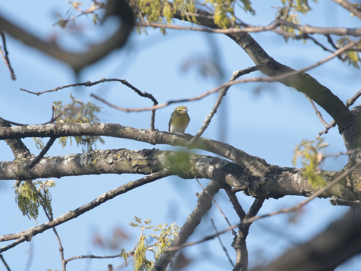 Yellow-throated Vireo - ML618171650