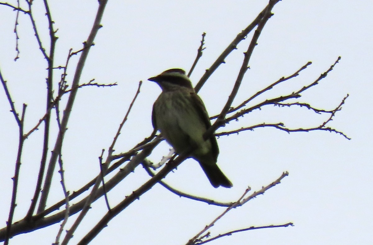 Piratic Flycatcher - Carol Bell