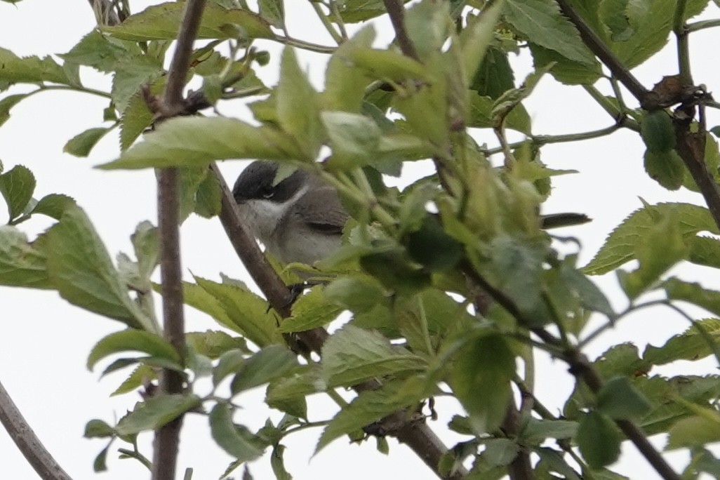 Lesser Whitethroat - ML618171694