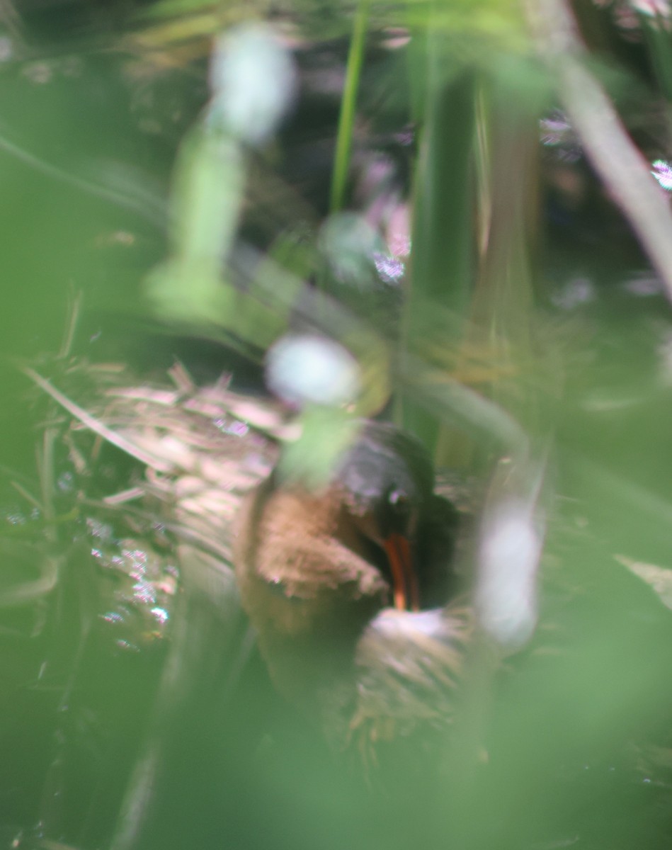 Virginia Rail - Keith Larson