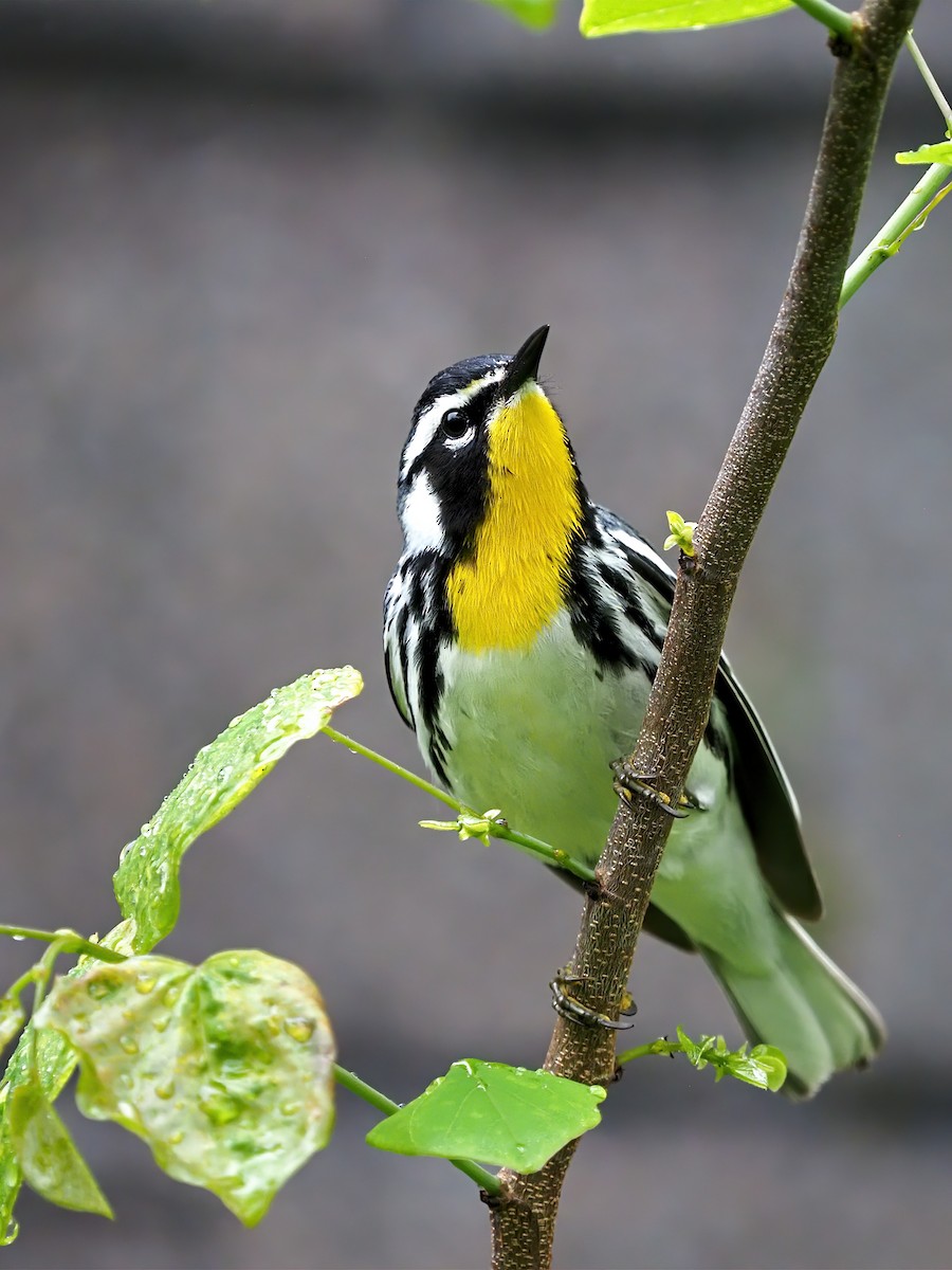Yellow-throated Warbler - Gary Mueller