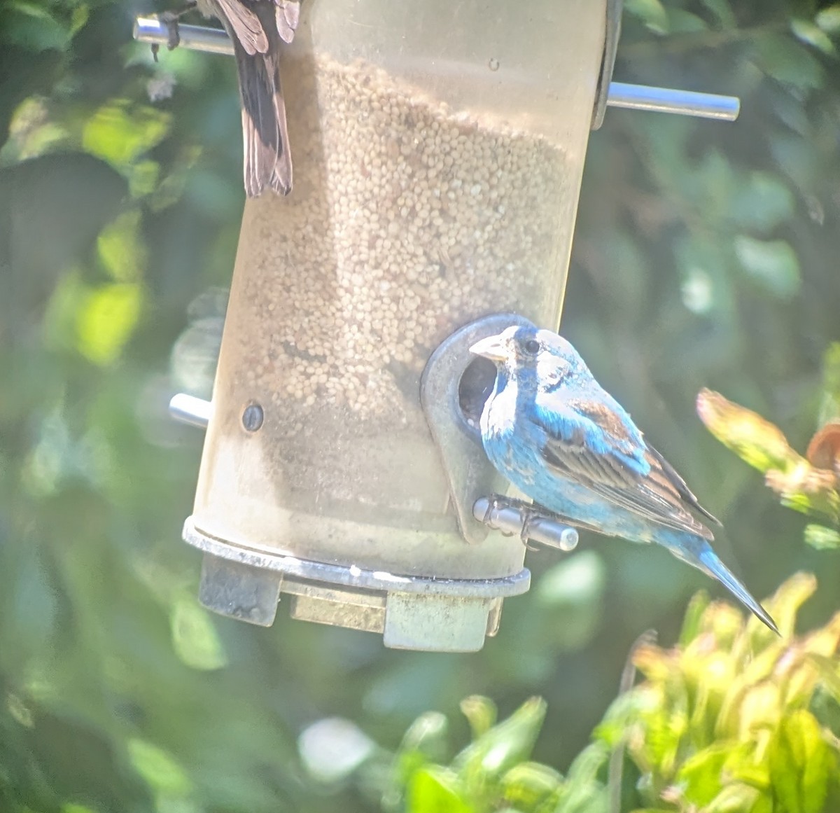 Indigo Bunting - ML618171723