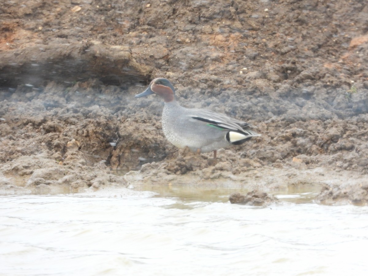 Green-winged Teal - ML618171724