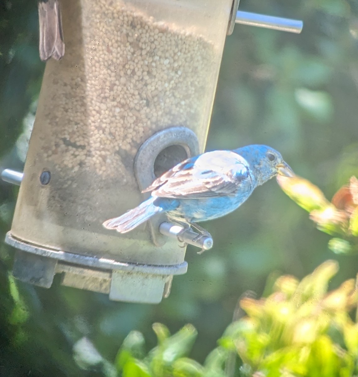 Indigo Bunting - ML618171731