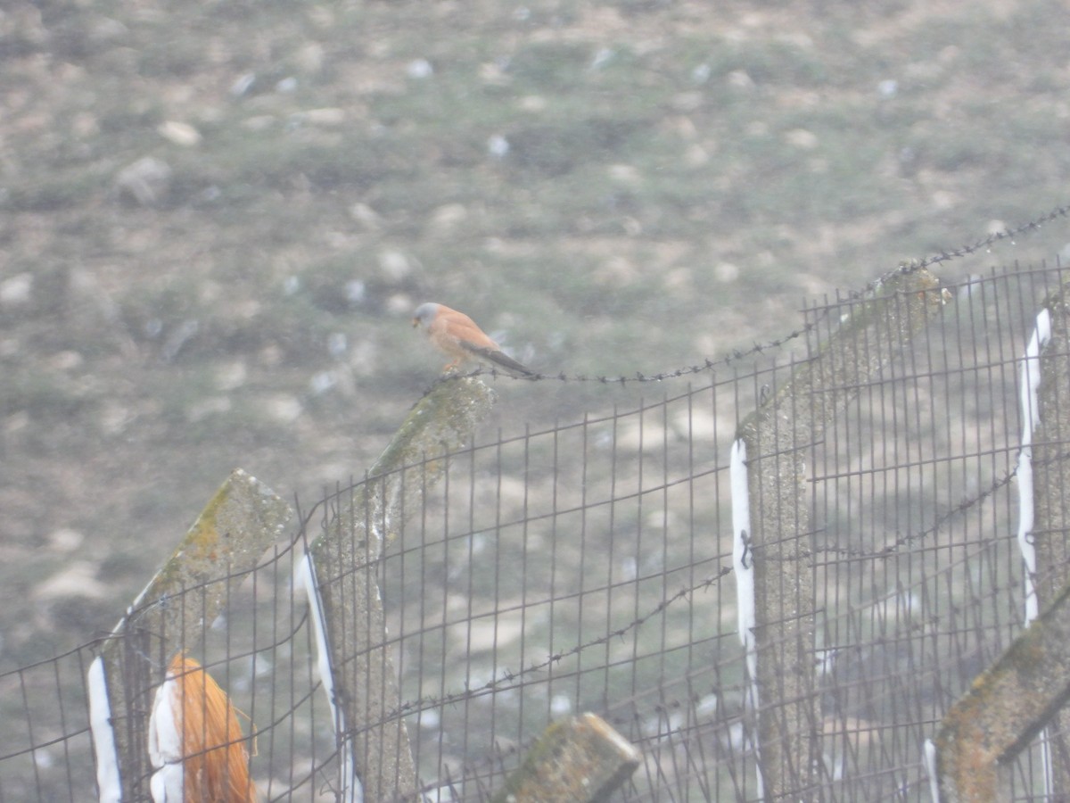 Lesser Kestrel - ML618171753