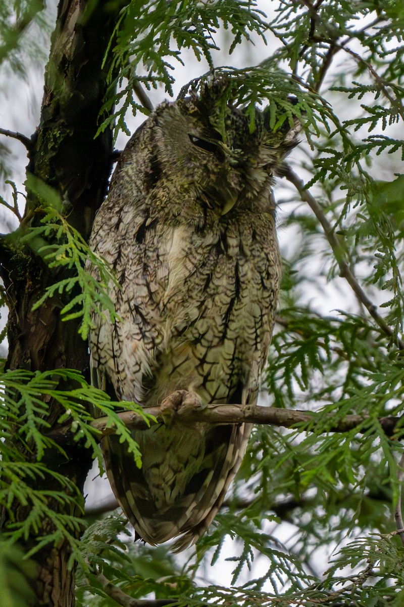 Eastern Screech-Owl - ML618171759