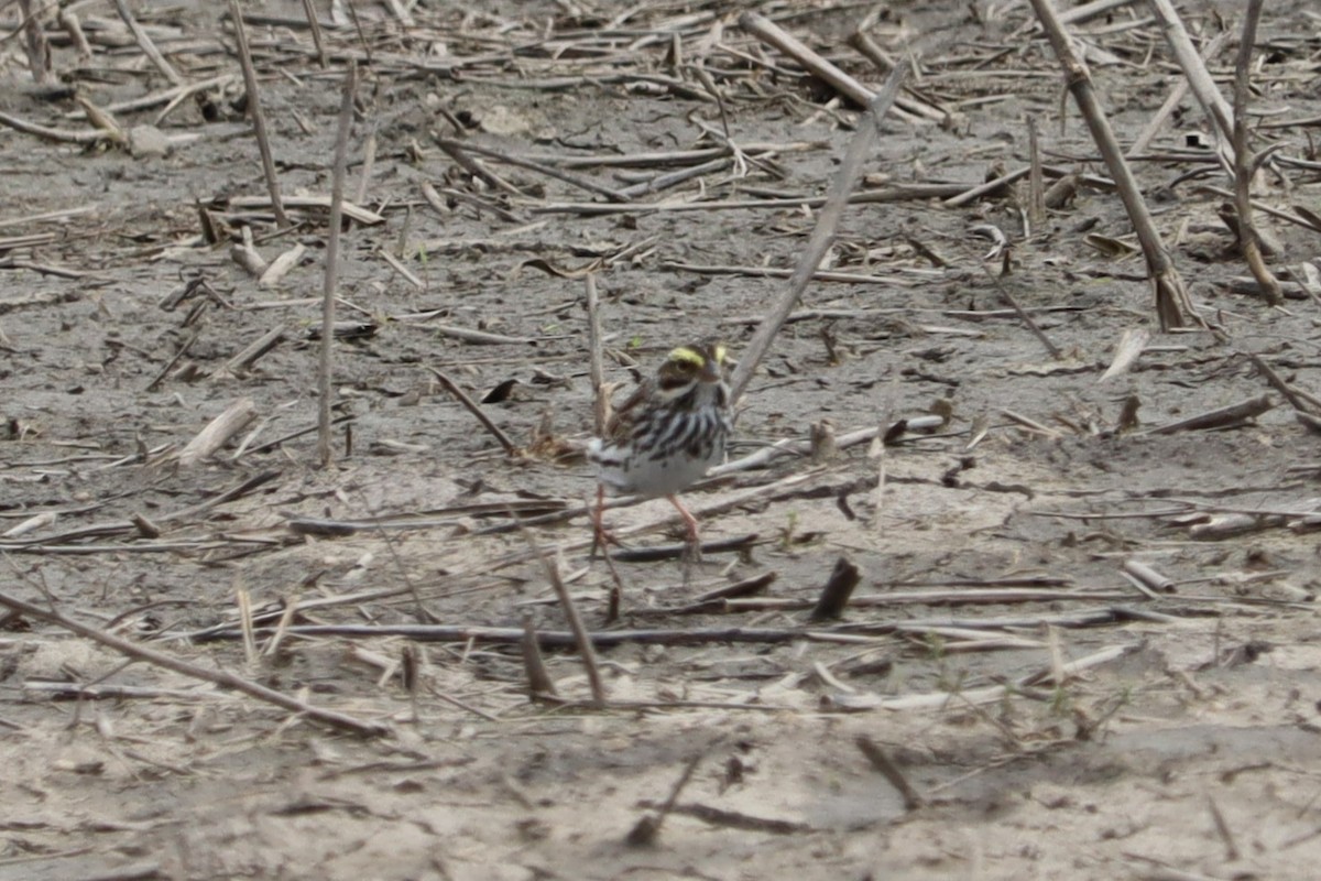 Savannah Sparrow - Dalen Simmons