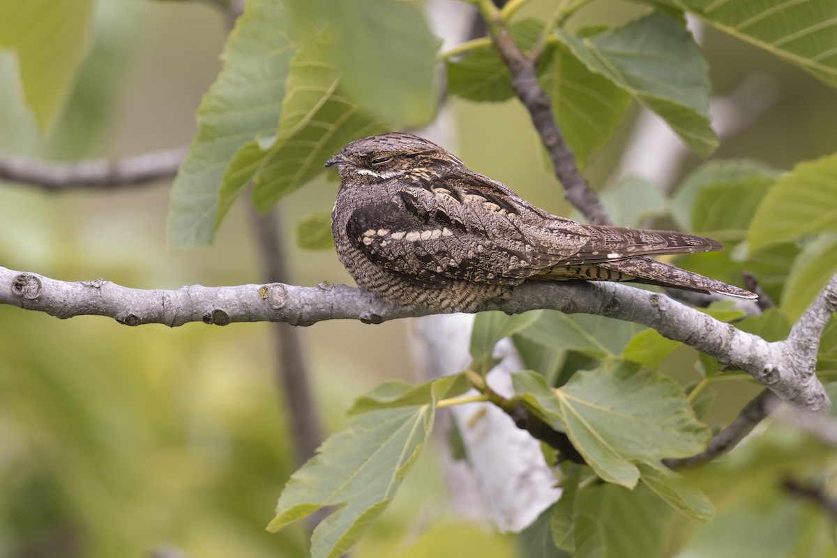 Eurasian Nightjar - Marco Valentini