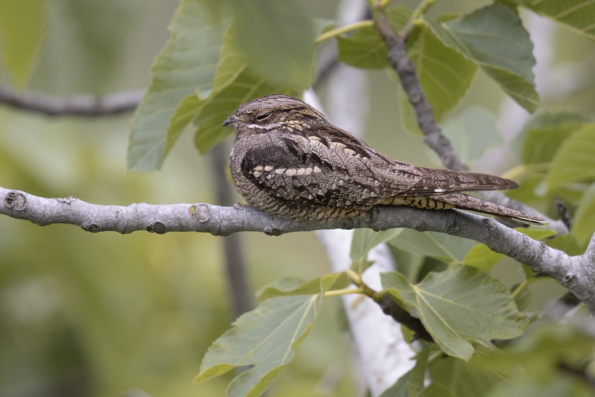 Eurasian Nightjar - Marco Valentini