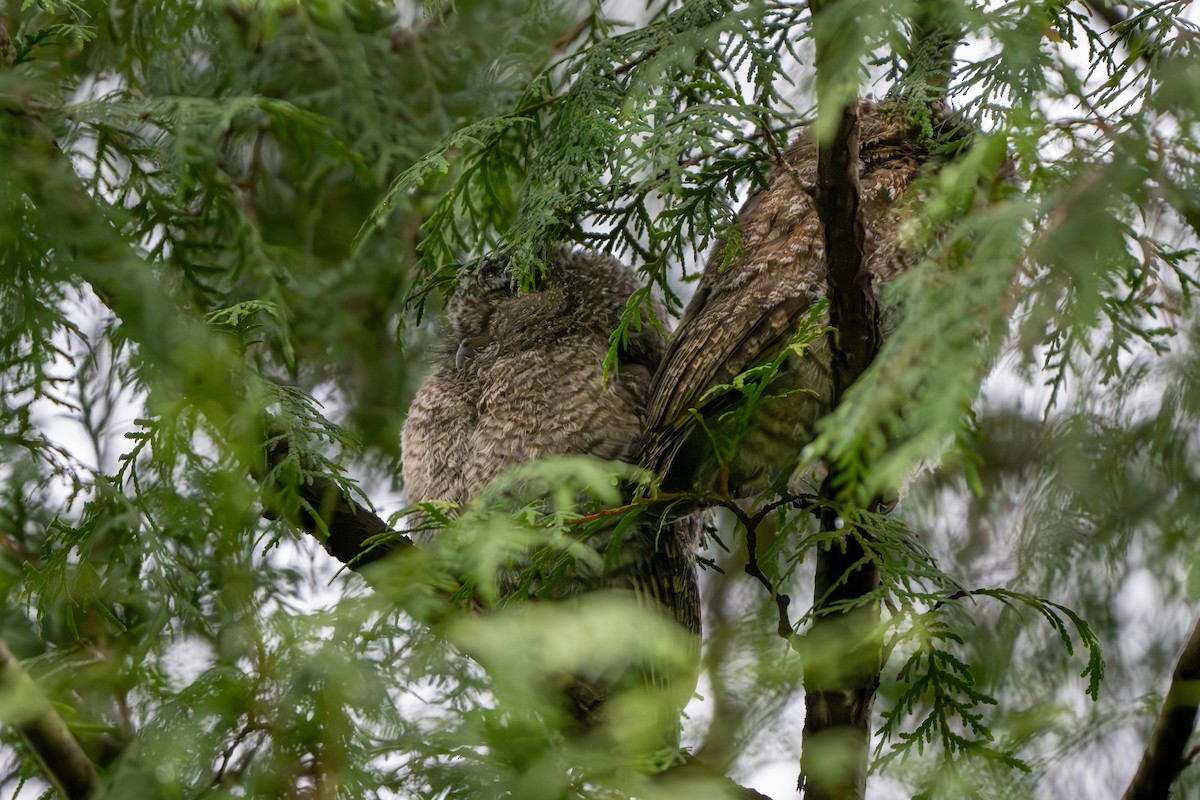 Eastern Screech-Owl - ML618171776