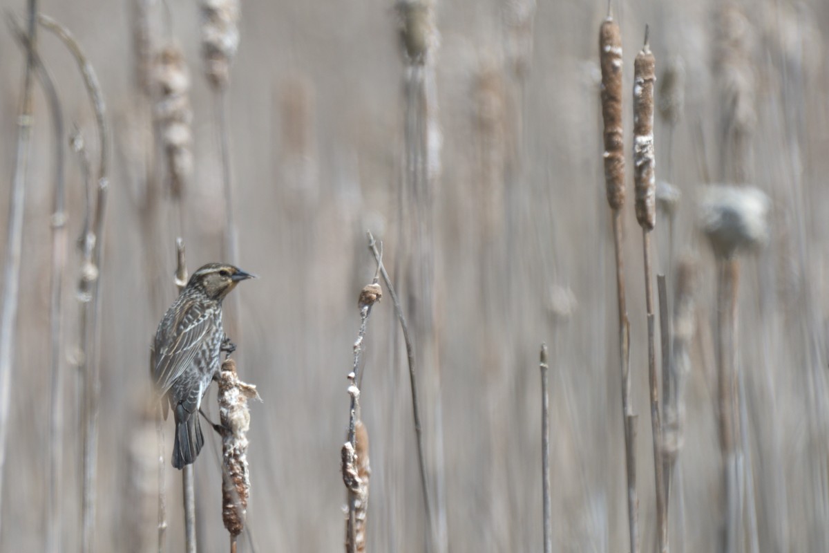 Red-winged Blackbird (Red-winged) - Tom Pirro