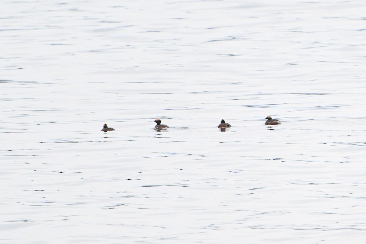 Horned Grebe - Serg Tremblay