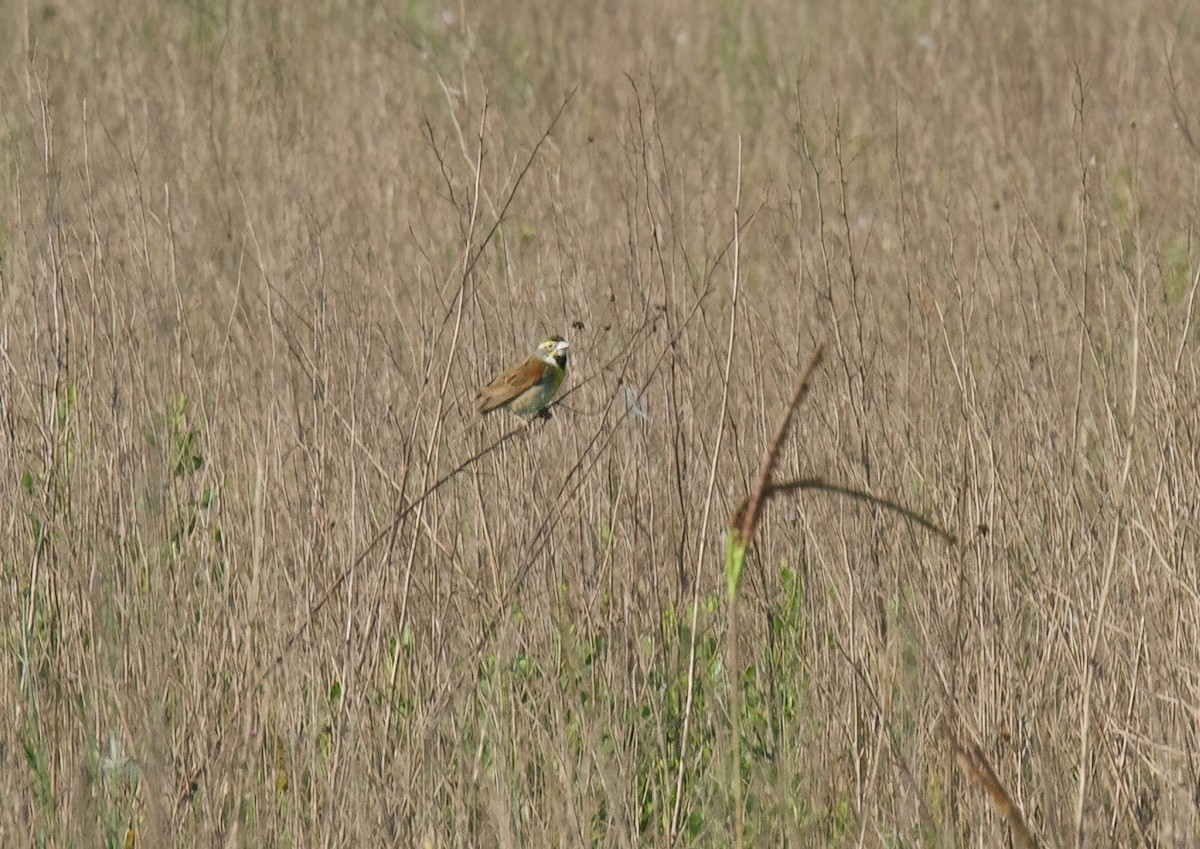 Dickcissel - Jane Mygatt