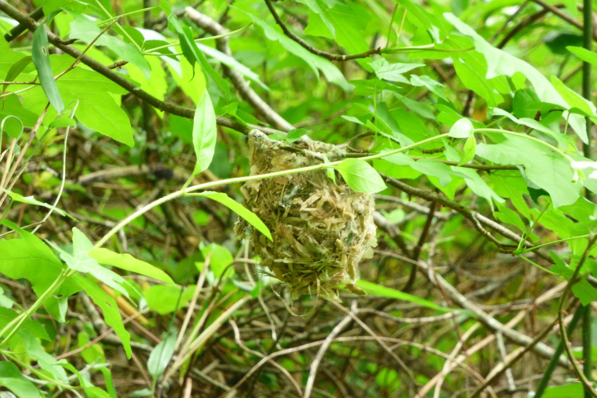 White-eyed Vireo - ML618171824