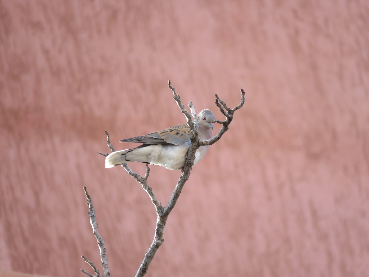 European Turtle-Dove - Zlatan Celebic