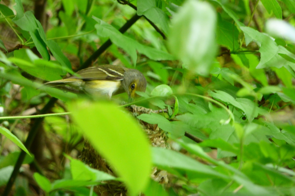 White-eyed Vireo - ML618171826
