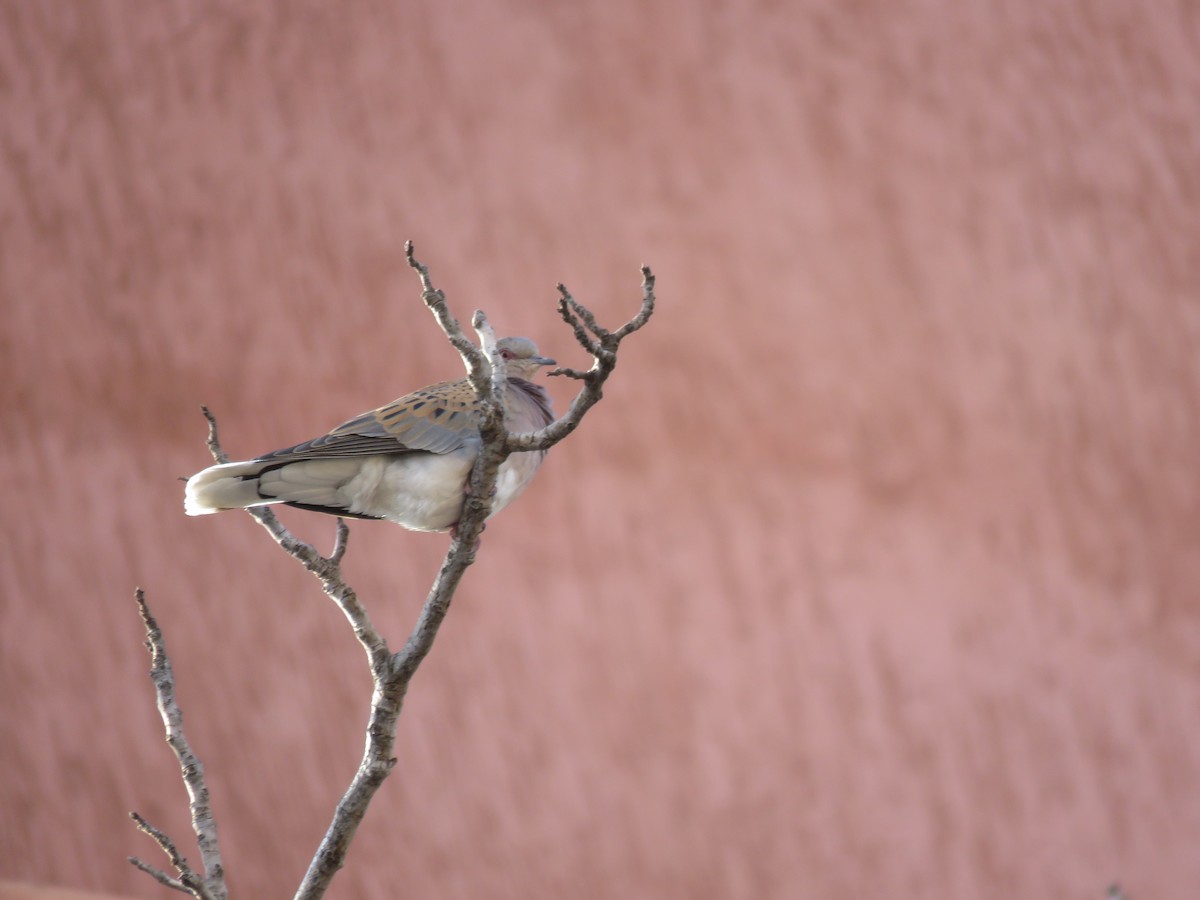 European Turtle-Dove - Zlatan Celebic