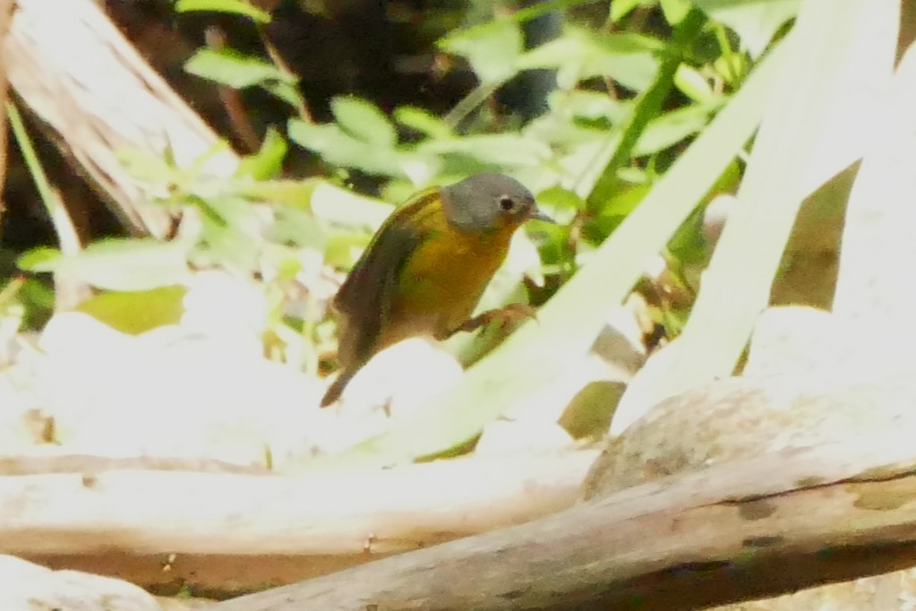 Nashville Warbler - Christopher Castoro