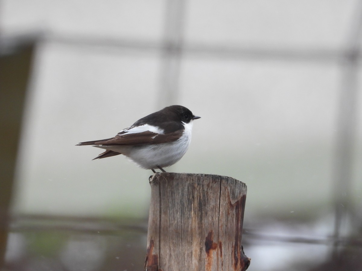 European Pied Flycatcher - ML618171840