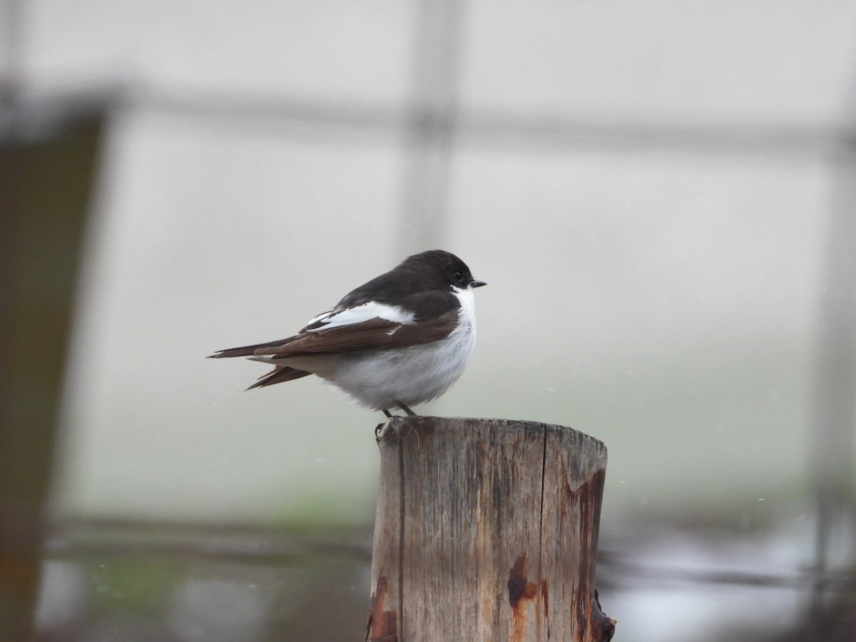 European Pied Flycatcher - ML618171841