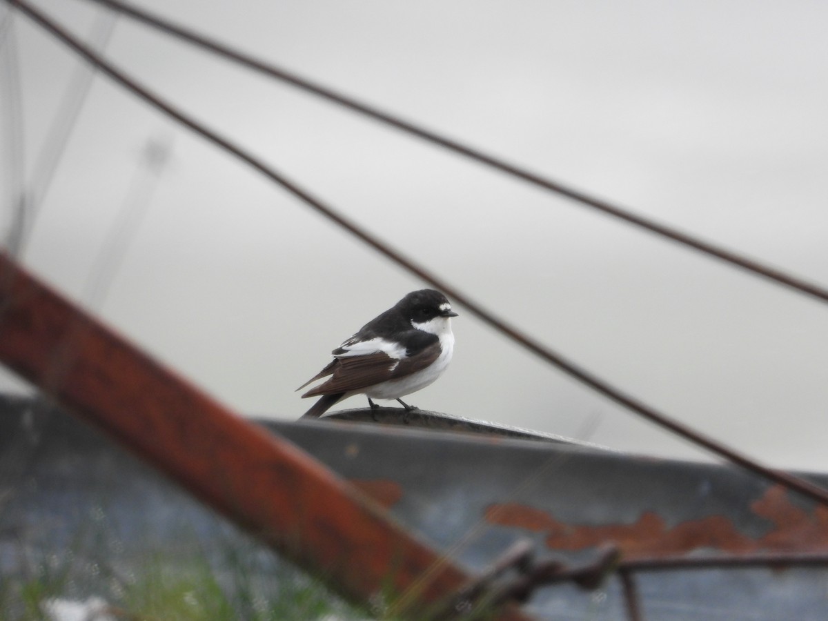 European Pied Flycatcher - ML618171843