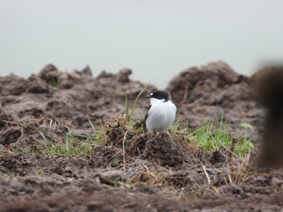 European Pied Flycatcher - Josip Turkalj