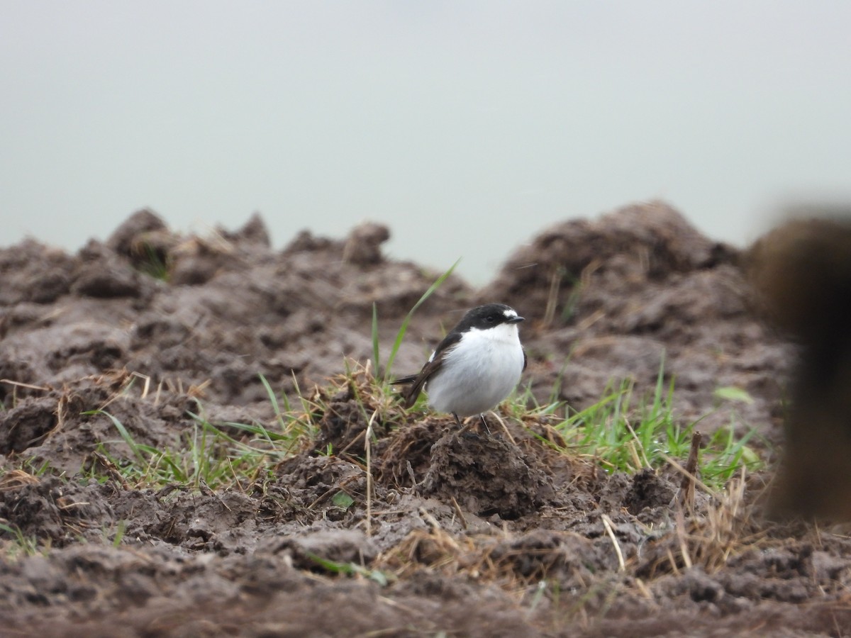 European Pied Flycatcher - ML618171845