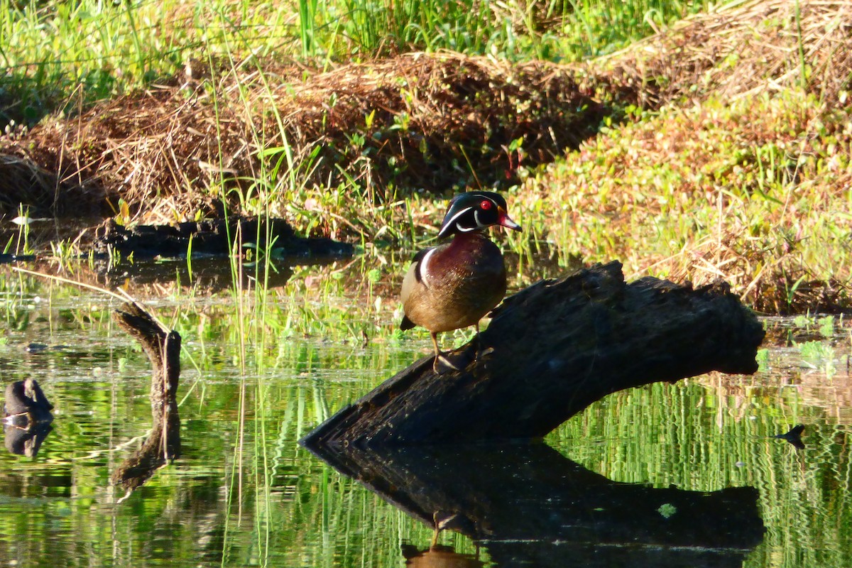 Anatra sposa - ML618171856