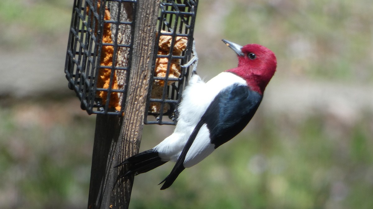 Red-headed Woodpecker - ML618171881
