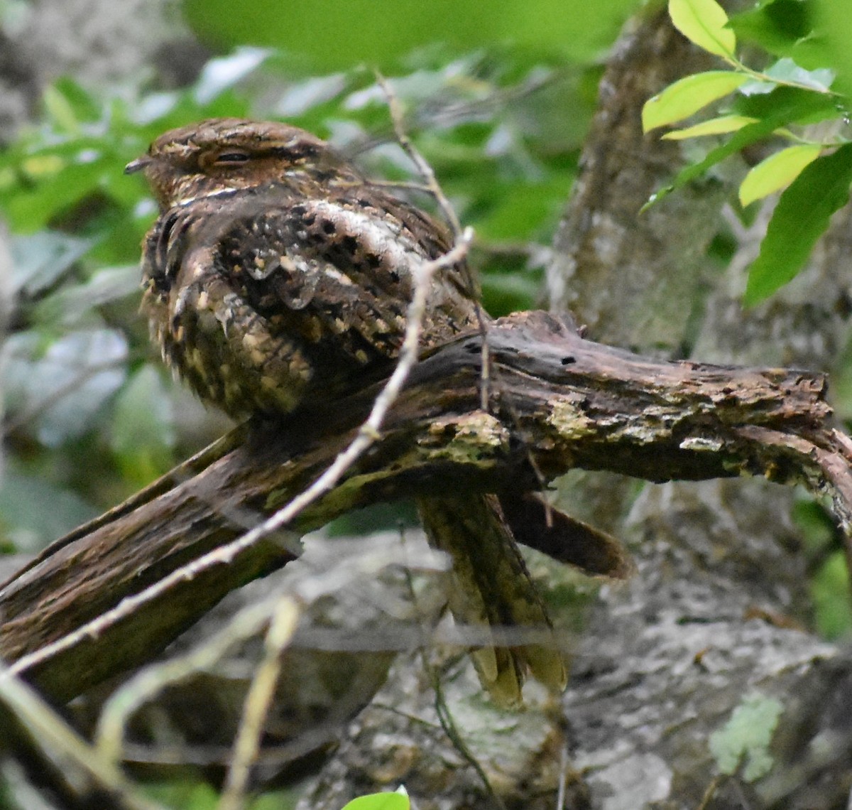 Chuck-will's-widow - ML618171896