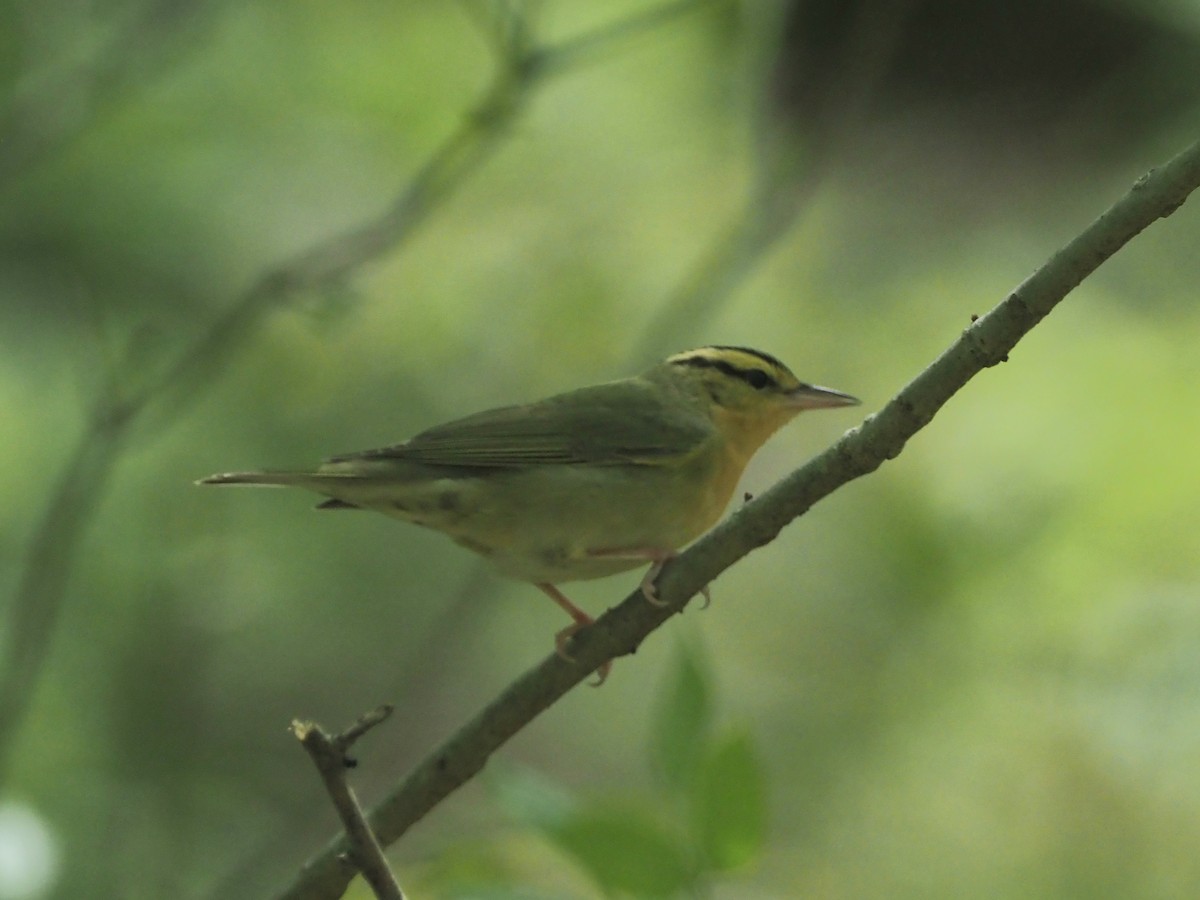 Worm-eating Warbler - David Ayer