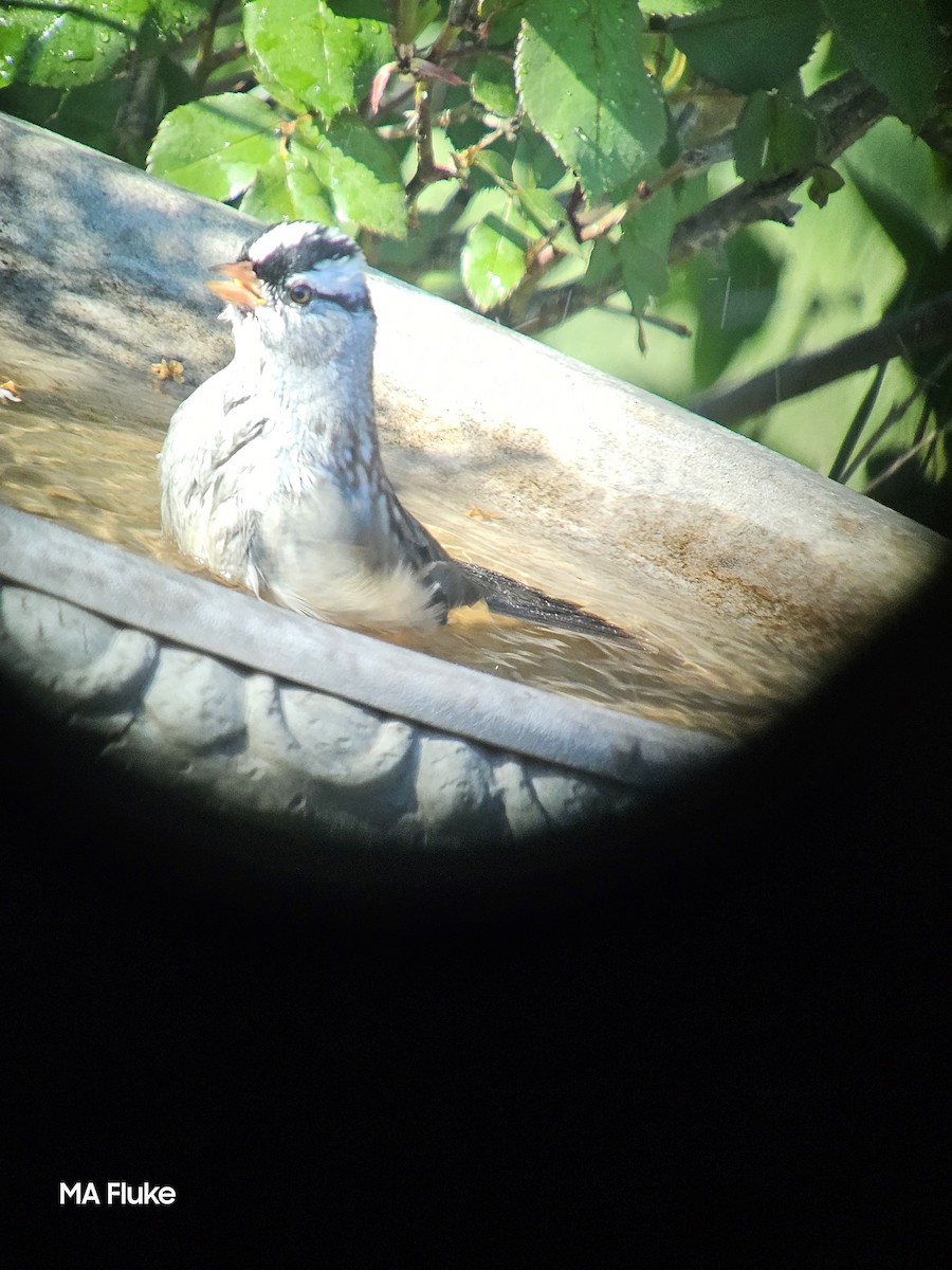 White-crowned Sparrow (Dark-lored) - Mary Anne Fluke