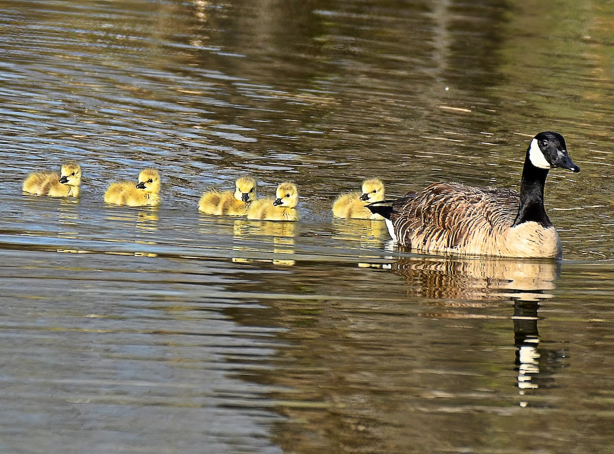 Canada Goose - Jim Ward