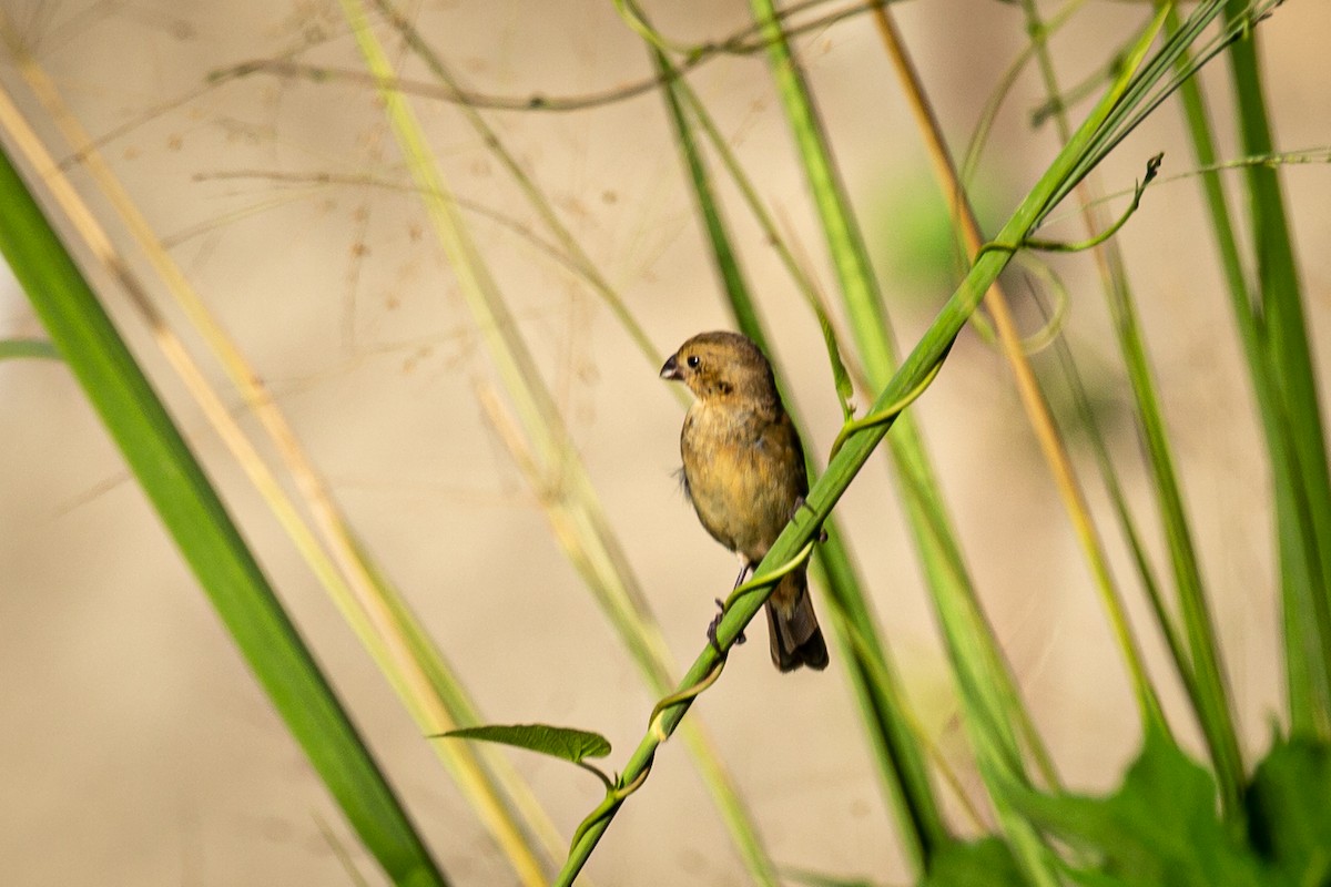 Ruddy-breasted Seedeater - Francisco Russo