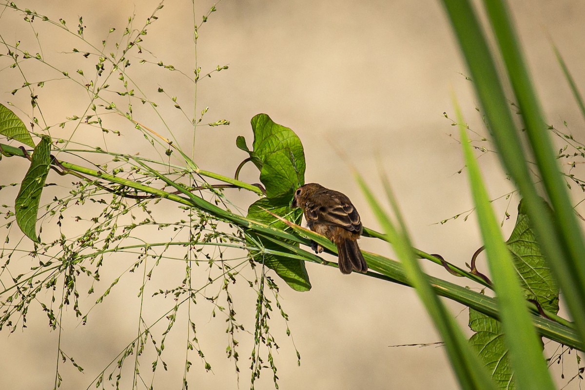 Ruddy-breasted Seedeater - Francisco Russo