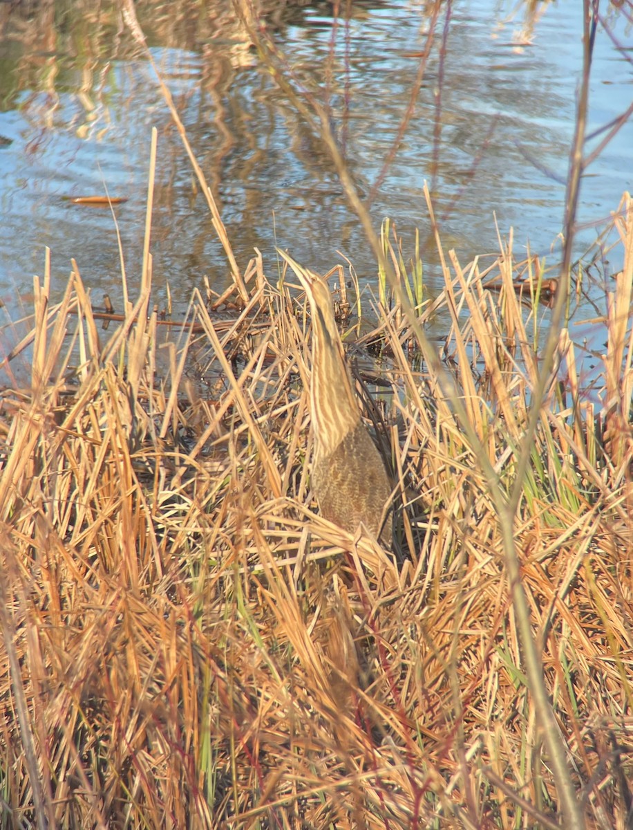 American Bittern - ML618171941