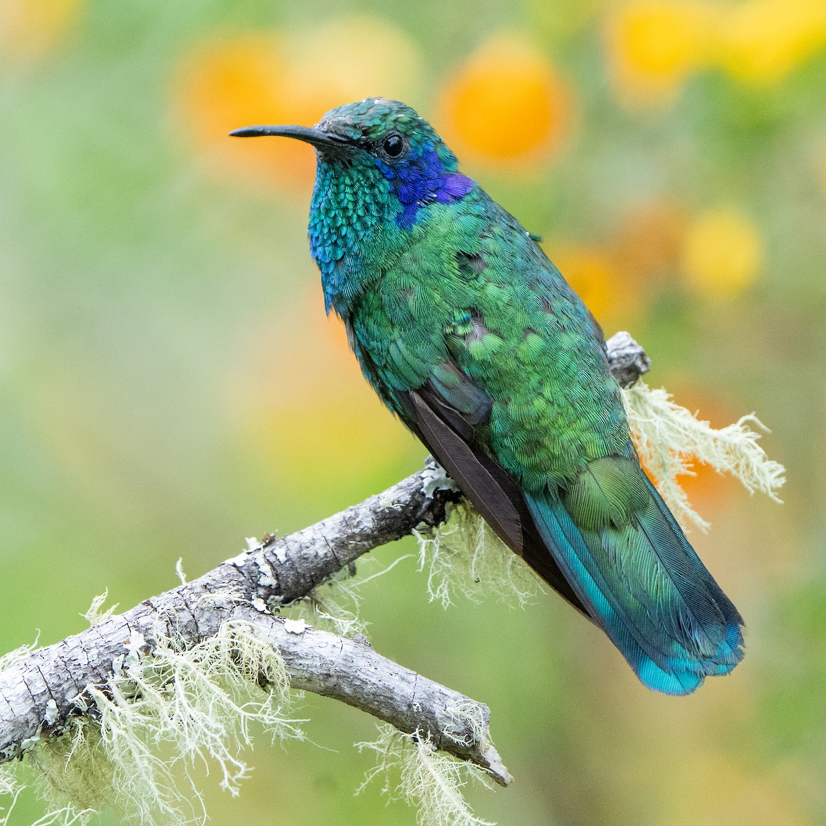 Lesser Violetear - ML618171981