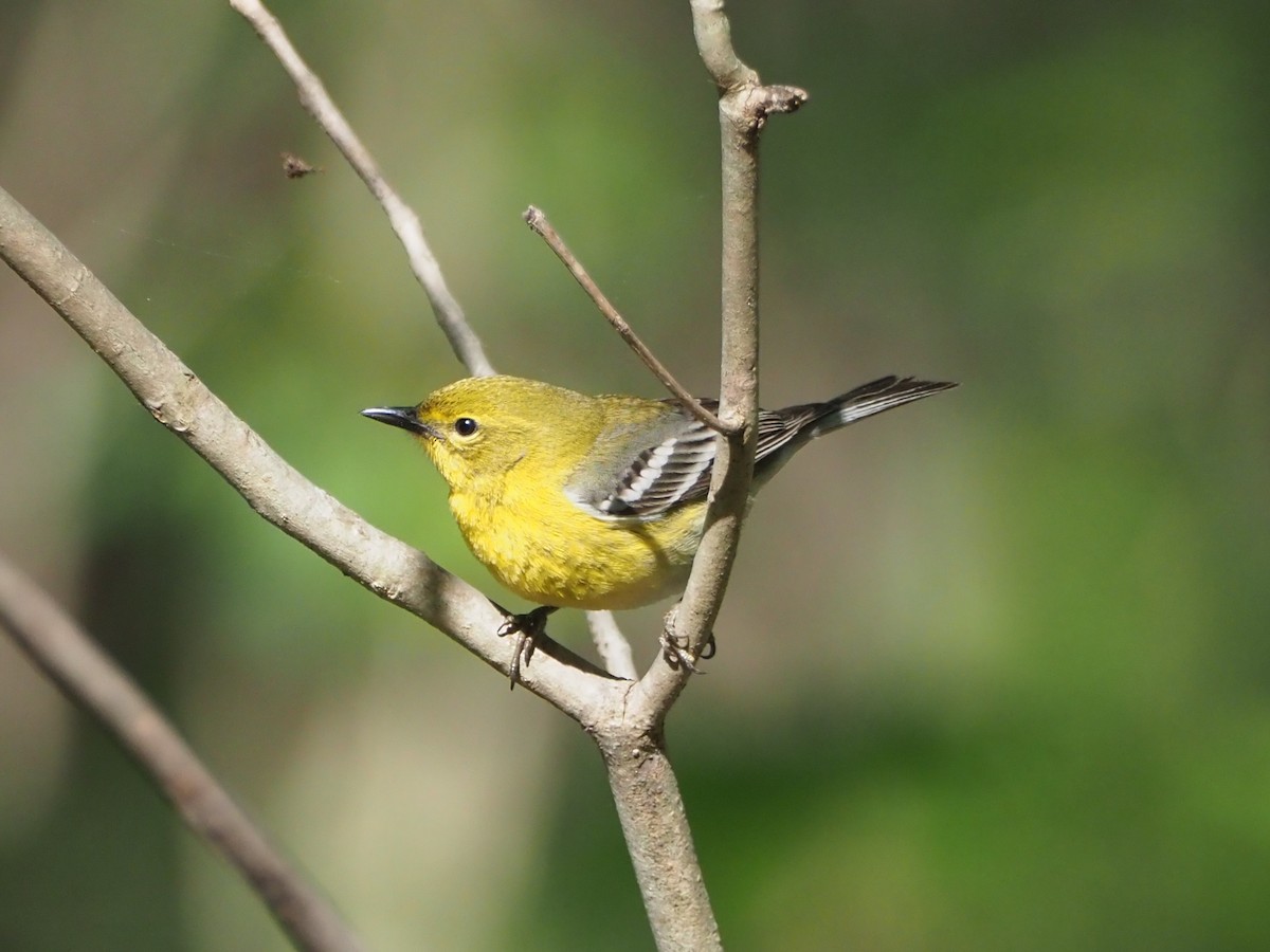 Pine Warbler - David Ayer