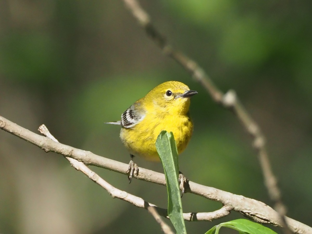 Pine Warbler - David Ayer